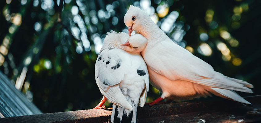 دلسوزی برای کبوترها اشتباه است